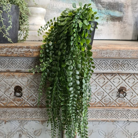 Pea Leaf Hanging Plant