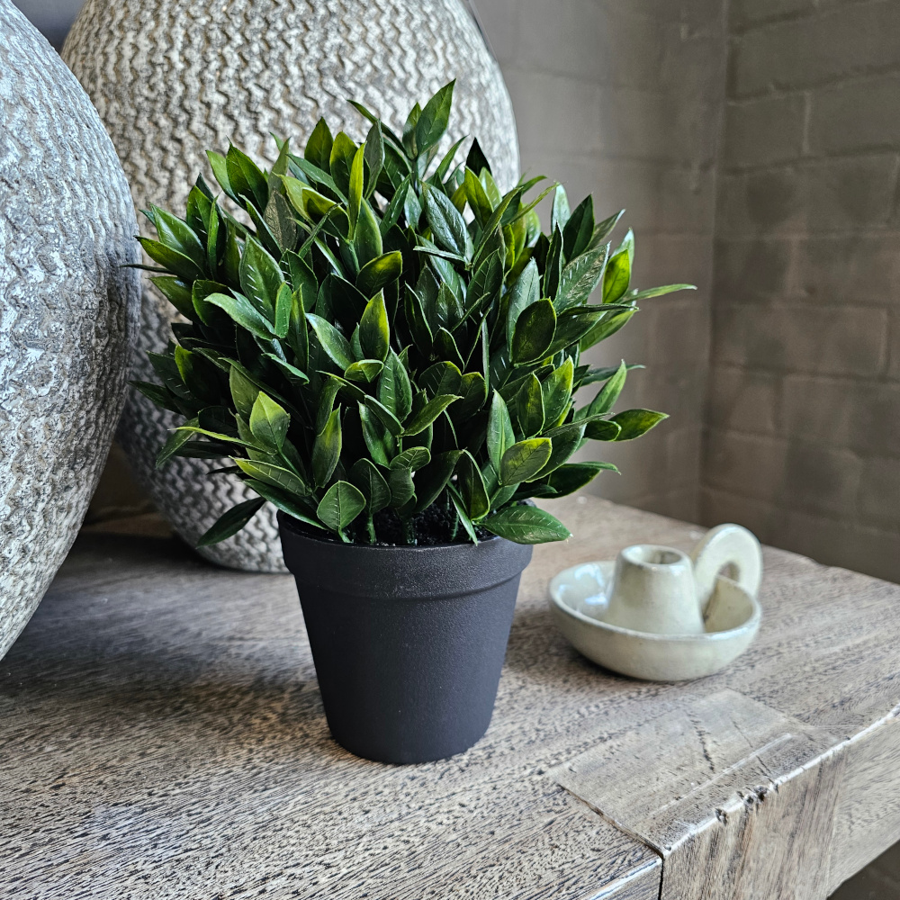 Bay Plant in Black Plastic Pot