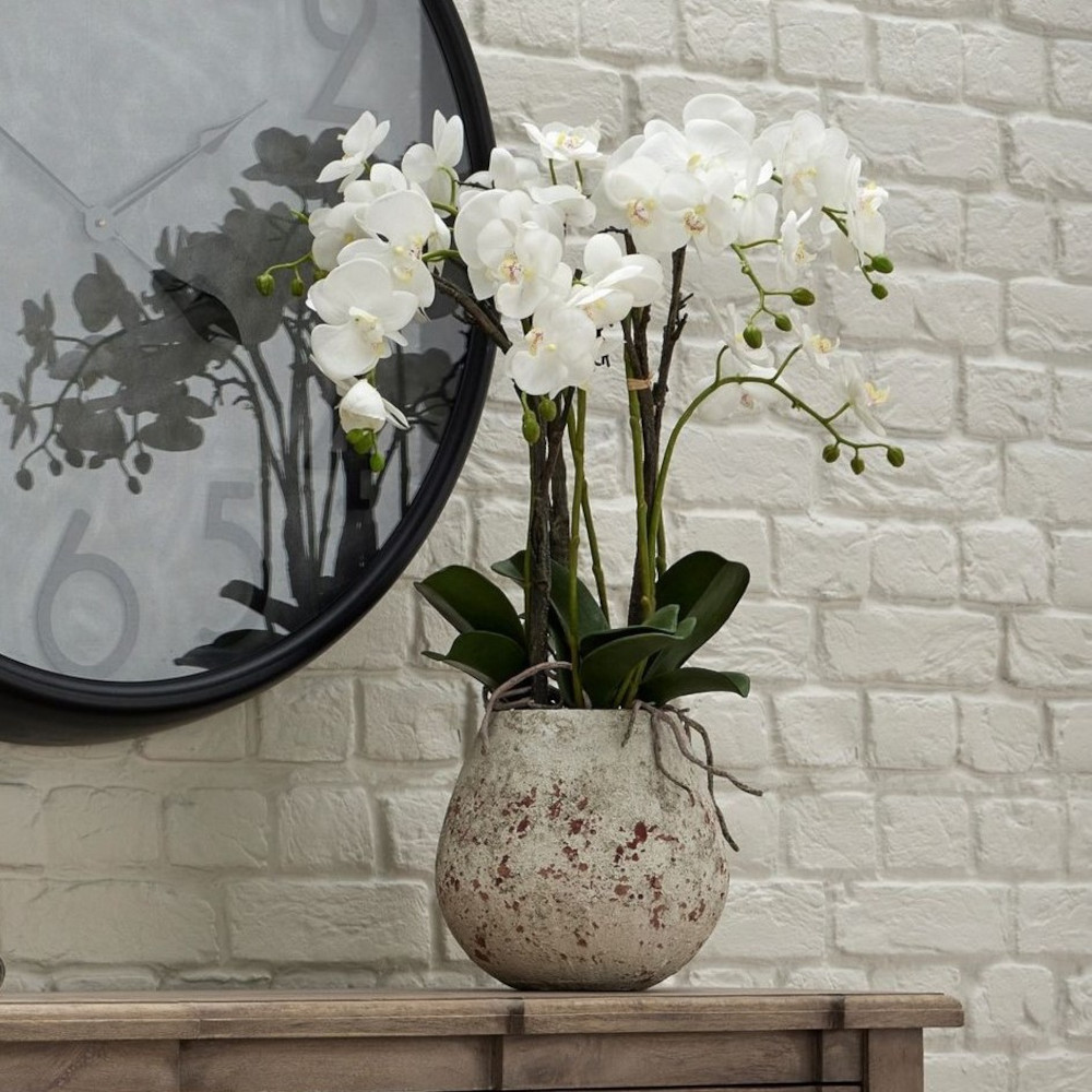 Large Stone Potted Orchid With Roots