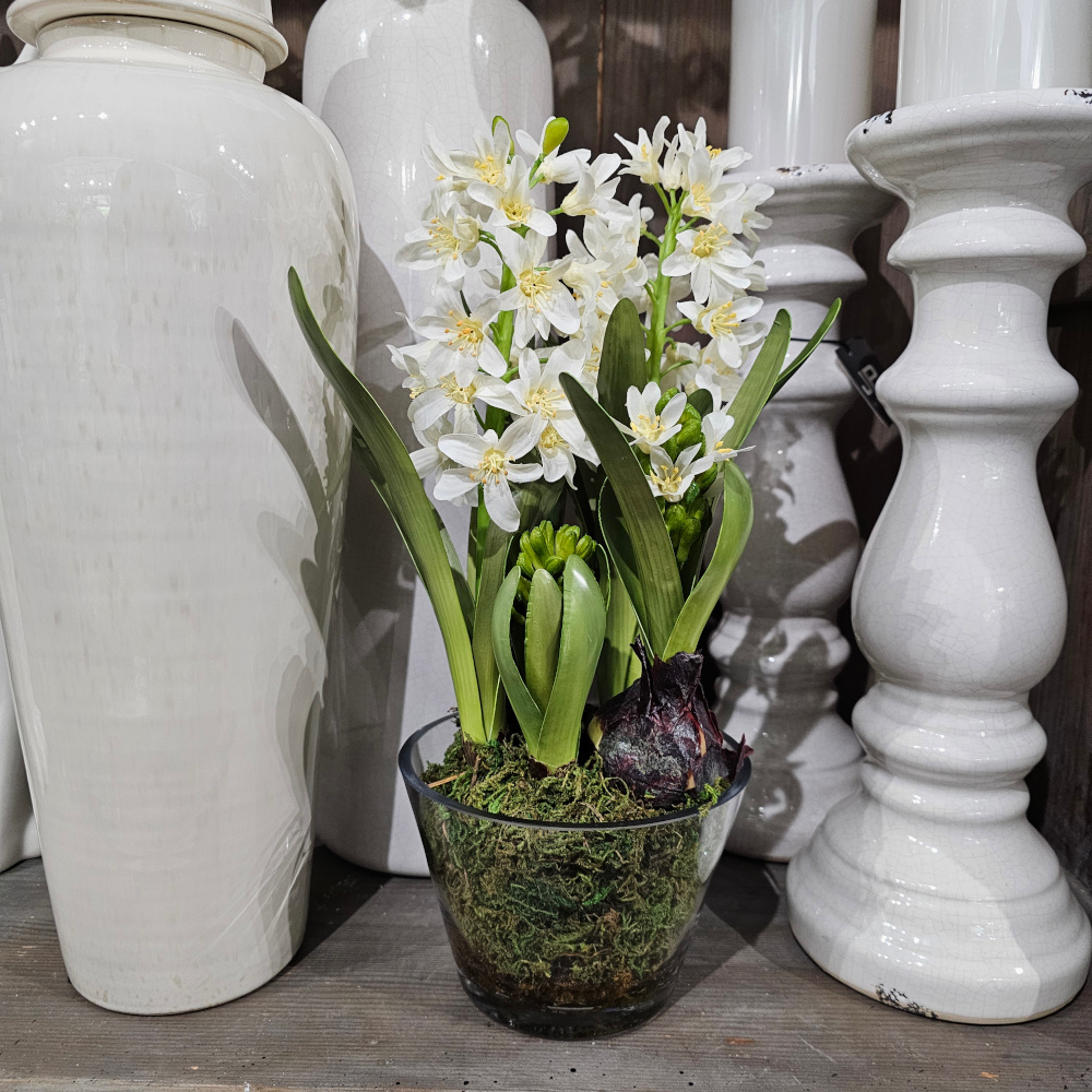 Stages of Growth Hyacinth in Glass Vase