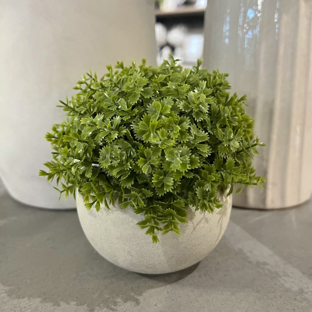 Miniature Hebe Veronica In Pot