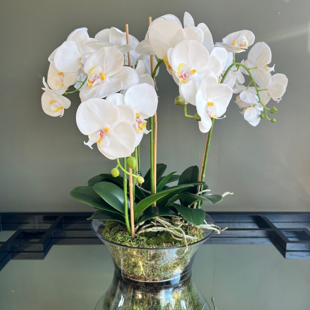 White Orchid Phalaenopsis Plants with Moss in Shallow Glass Bowl