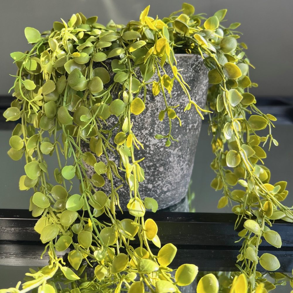 Green Button Fern in Pot