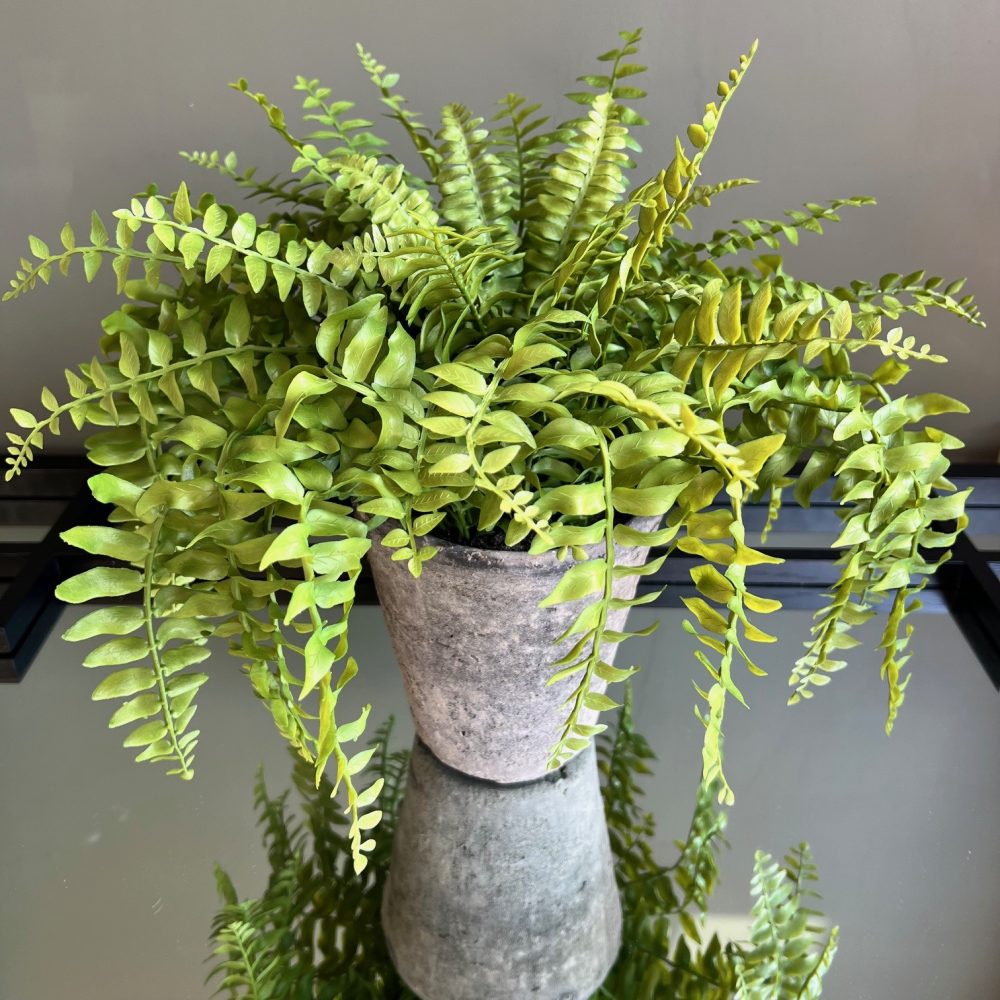 Green Fern Plant in Pot