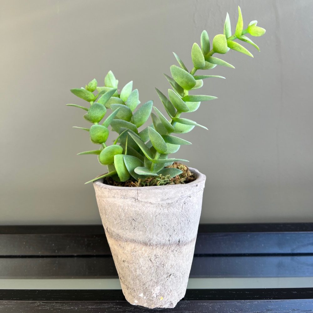 Echeveria with Moss in Pot