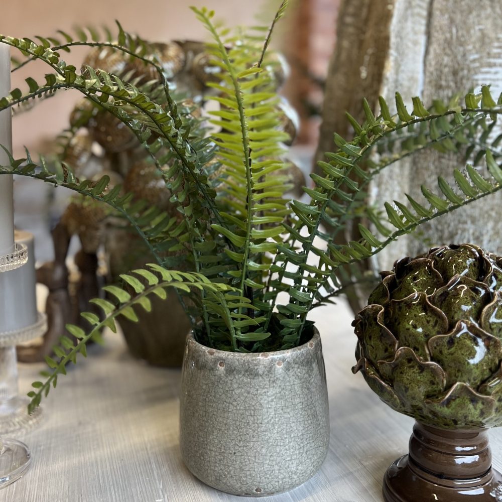 Fern In Khaki Ceramic Pot