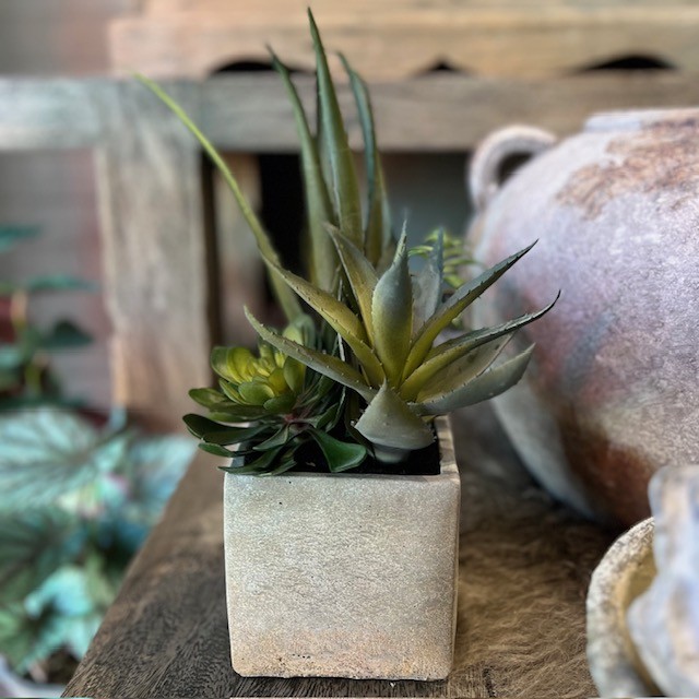 Assorted Cactus in Grey Pot
