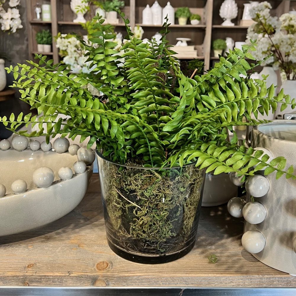 Boston Fern in Glass Pot