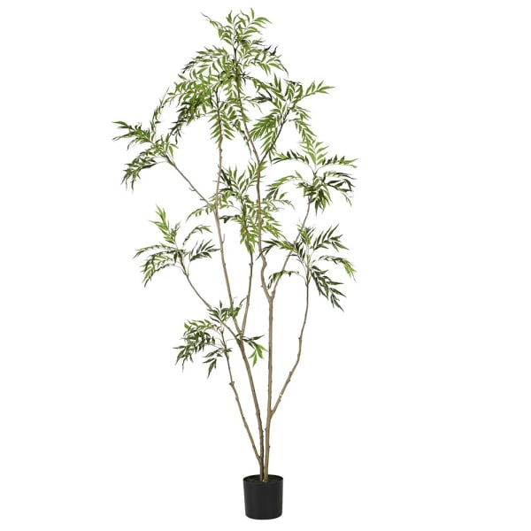 Outdoor Mahonia Tree