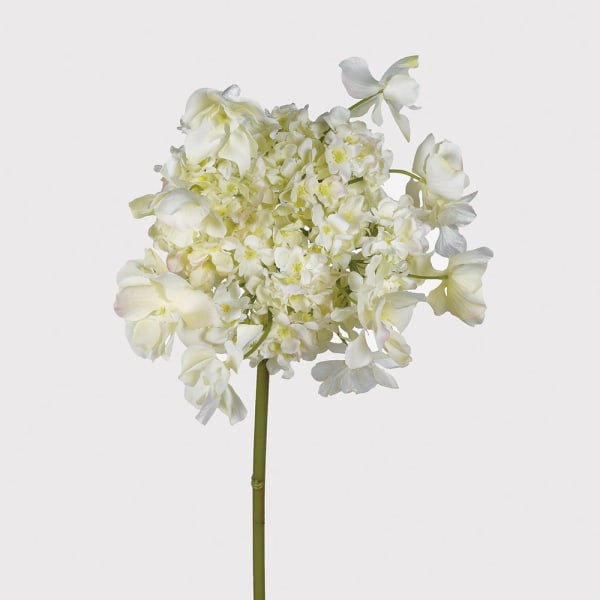Butterfly Hydrangea Stem