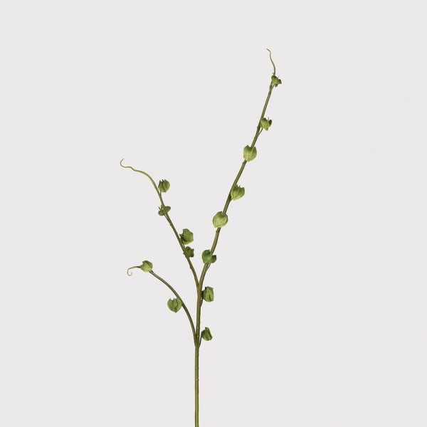 Chinese Lantern Stem