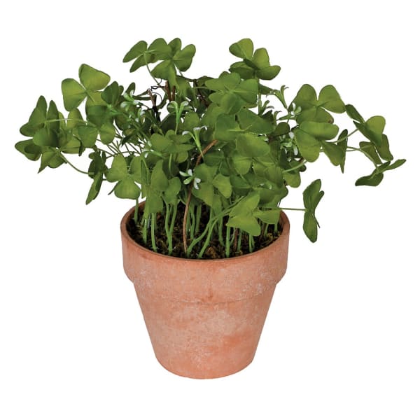 Clover plant in pot