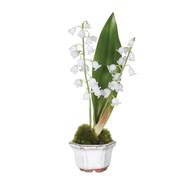 Lily of the valley in pot